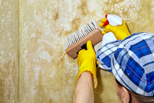 Best Mold Damage Restoration  in Rockwell City, IA