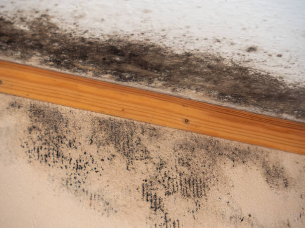 Best Crawl Space Mold Remediation  in Rockwell City, IA