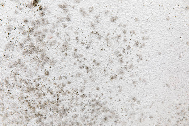 Best Mold Damage Restoration  in Rockwell City, IA