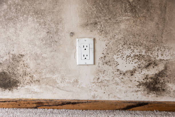 Best Real Estate Mold Inspection  in Rockwell City, IA