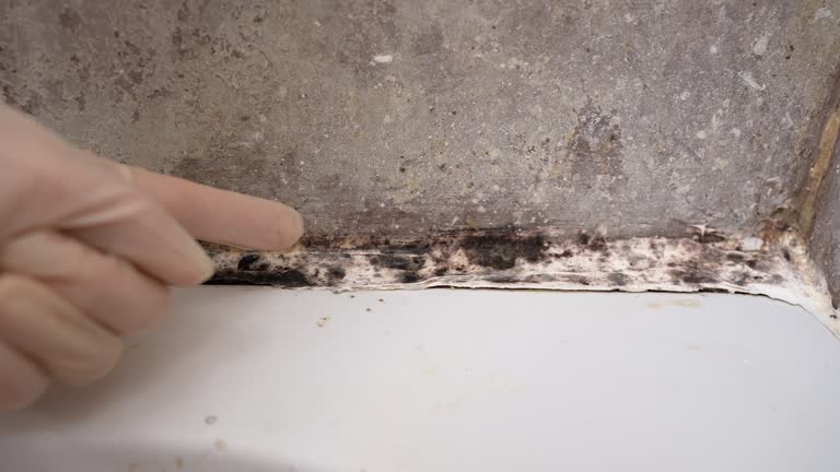 Best Airborne Mold Testing  in Rockwell City, IA